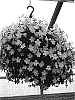 Browallia%20speciosa%20%27UNHBR18%27