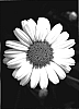 Argyranthemum%20frutescens%20%27Sascot%20Whit%27