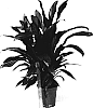 Cordyline%20fruiticosa%20%27BRA01%27