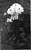 Leucanthemum%20%27Sant%C3%83%C2%A9%7Bacute%20over%20%28%2B%29%7D%C3%83%E2%80%B0%C3%83%E2%80%B0%27