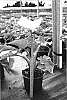 Zantedeschia%20aethiopica%20%27Snow%20white%27