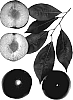 Prunus%20species%20%27Gypzee%27