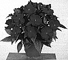 Impatiens%20hawkeri%20%27Fisupnic%20Kirmag%27