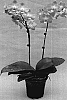 Doritaenopsis%20Orchid%20%27SOGO%20F1016%27