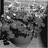 Potentilla%20megalantha%20%27Yellow%20Sunrise%27