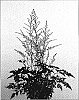 Astilbe%20hybrid%20%27Delft%20Lace%27