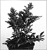 Astilbe%20arendsii%20%20x%20Astilbe%20japonica%20%27Verspink%27