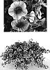 Calibrachoa%20%27USCAL1413-8%27