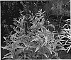 Lobelia%20cardinalis%20%27Golden%20Torch%27