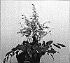 Astilbe%20arendsii%20x%20Astilbe%20japonica%20%27Verswhite%27