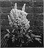 Astilbe%20arendsii%20x%20Astilbe%20japonica%20%27Verssalmon%27