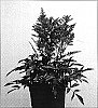 Astilbe%20arendsii%20x%20Astilbe%20japonica%20%27Verslilac%27