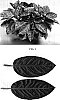 Aglaonema%20hybrid%20%27TWYAG0004%27