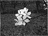 Pyrus%20communis%20%27Todd%27