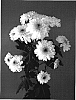 Chrysanthemum%20x%20morifolium%20%27Dekromanov%27