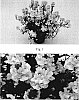Nemesia%20caerulea%20%27NAKNEM001%27