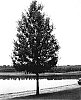 Quercus%20shumardii%20%27QSSTH%27
