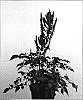 Astilbe%20chinensis%20%27Valery%27