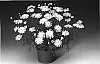 Argyranthemum%20frutescens%20%27Argylem%27