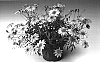 Argyranthemum%20frutescens%20%27Argymip%27