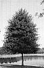 Quercus%20nuttalli%20%27QNSTG%27