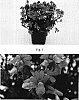 Nemesia%20caerulea%20%27Naknem002%27
