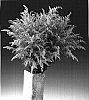 Solidago%20hybrida%20%27KLESH06001%27
