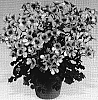 Pelargonium%20crispum%20%27Paccrio%27