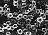 Calibrachoa%20sp.%20%27Cal%20Peachy%27