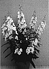 Angelonia%20hybrida%20%27Anwhitim%27