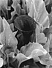 Zantedeschia%20sp.%20%27Merlot%20BLZ%27