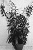 Angelonia%20hybrida%20%27Andeepvi%27