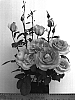 Rosa%20hybrida%20%27WEKmoomar%27