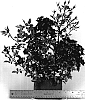 Rosa%20hybrida%20%27WEKairyven%27