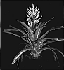 Aechmea%20chantinii%20%27Fantasy%27