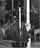 Bletilla%20Yokohama%20%28B.%20striata%20%20x%20B.%20formosana%20%27Kate%27