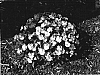 Viola%20x%20hybrida%20%27SMEV1%27