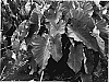 Colocasia%20%27Hawaiian%20Eye%27