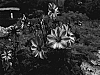 Dahlia%20variabilis%20%27Zone%20Ten%27