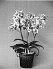 Doritis%20x%20Phalaenopsis%20%27Sogo%20Linluo%27
