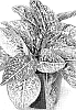 Aglaonema%20hybrida%20%27TWYAG0035%27