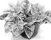Aglaonema%20hybrida%20%27TWYAG0031%27
