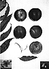 Prunus%20persica%20%27Sugarred%20II%27