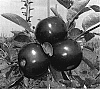 Malus%20domestica%20%27B.%20Thome%20McIntosh%27