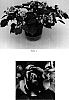 Impatiens%20walleriana%20%27Balolespri%27