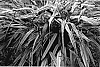 Hakonechloa%20macra%20%27Naomi%27