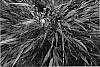Hakonechloa%20macra%20%27Nicolas%27