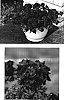 Verbena%20hybrida%20%27Wesvercavio%27