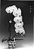Phalaenopsis%20sp.%20%27Queen%20V6%27