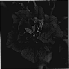 Petunia%20x%20hybrida%20%27KLEPH06126%27